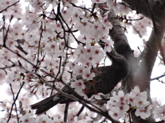 カモフラージュ？