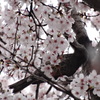 カモフラージュ？