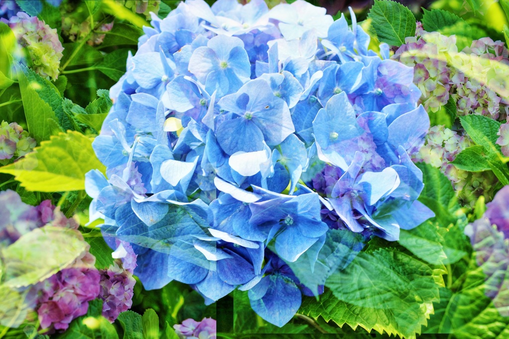 紫陽花