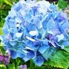 紫陽花
