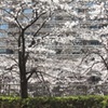 咲き乱れる
