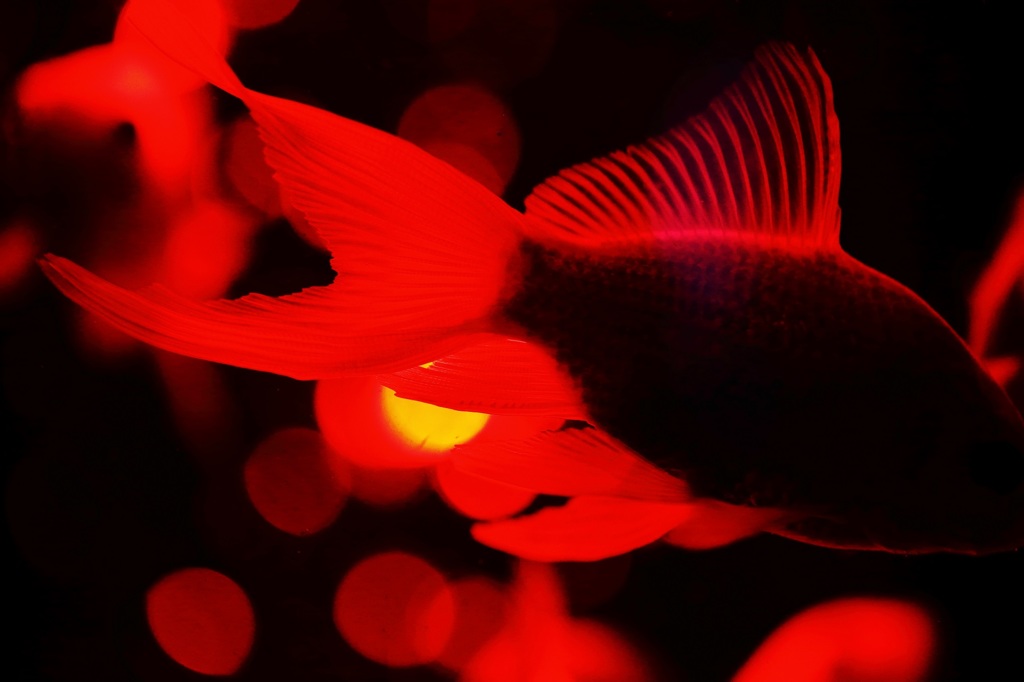 紅