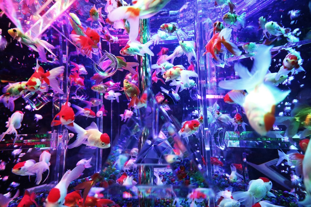 アクアリウム
