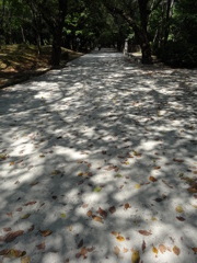 散歩道