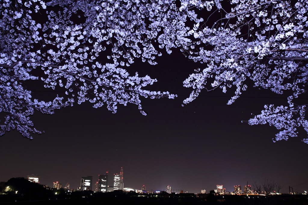 夜桜