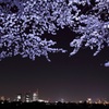 夜桜