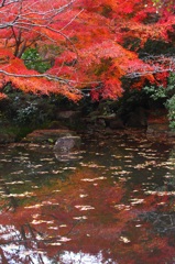 紅葉