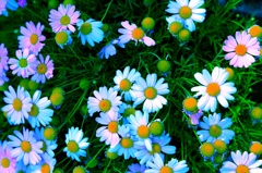 お花