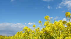 菜の花とソラ