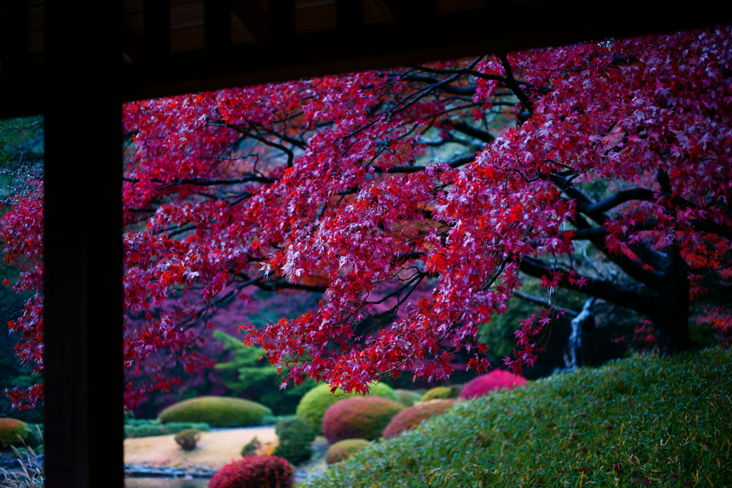 濡れた紅葉