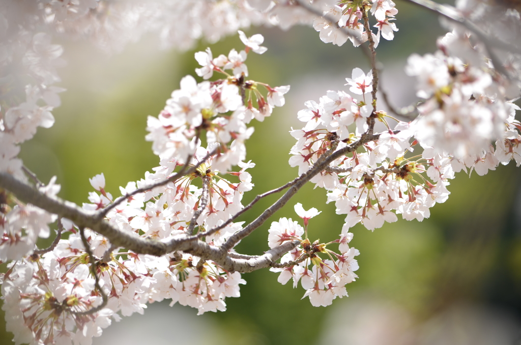 今年の桜