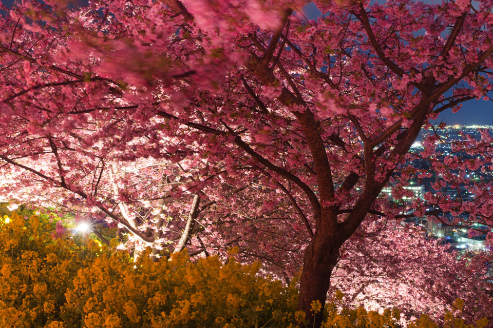 夜桜 2012-1