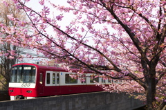 桜・京急