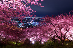 夜桜 2012-3