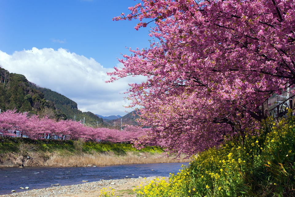 河津桜 2012-3