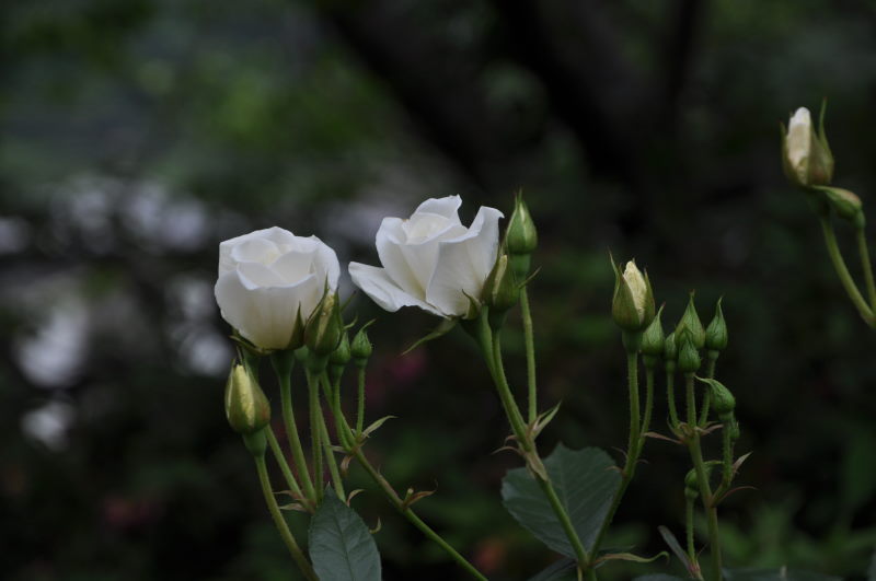 薔薇　３