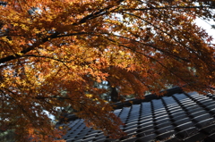 紅葉の栗林公園　４