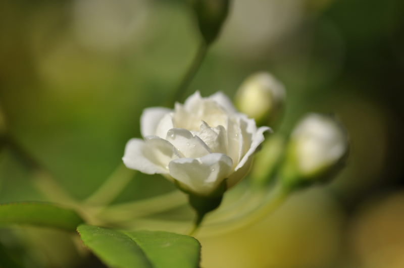 モッコウ薔薇　３