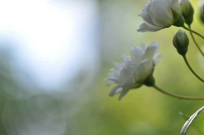 モッコウ薔薇　２