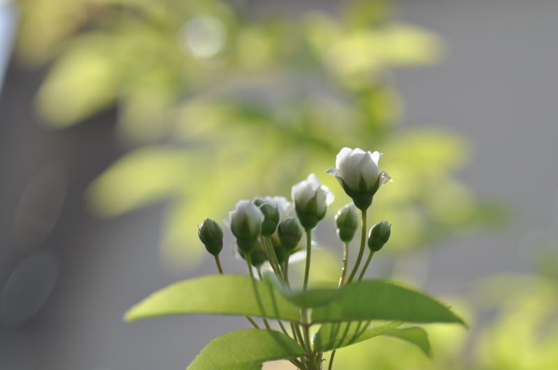 モッコウ薔薇