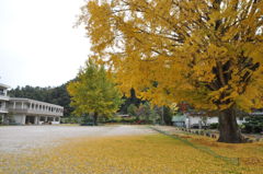 大銀杏
