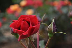 薔薇　１