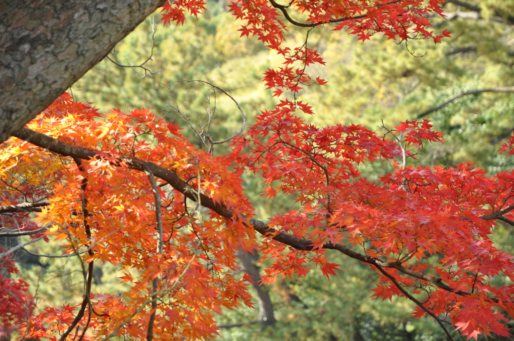 紅葉の栗林公園　３