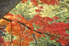 紅葉の栗林公園　３