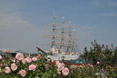 海王丸と薔薇