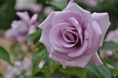 薔薇　２