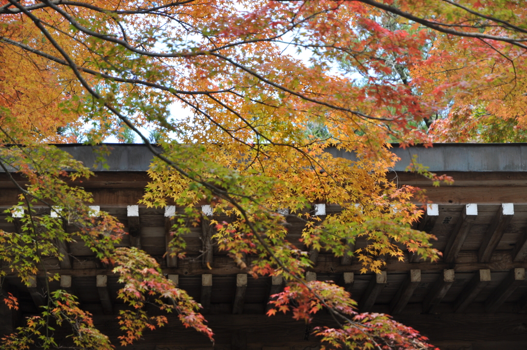 紅葉 