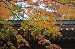 紅葉 
