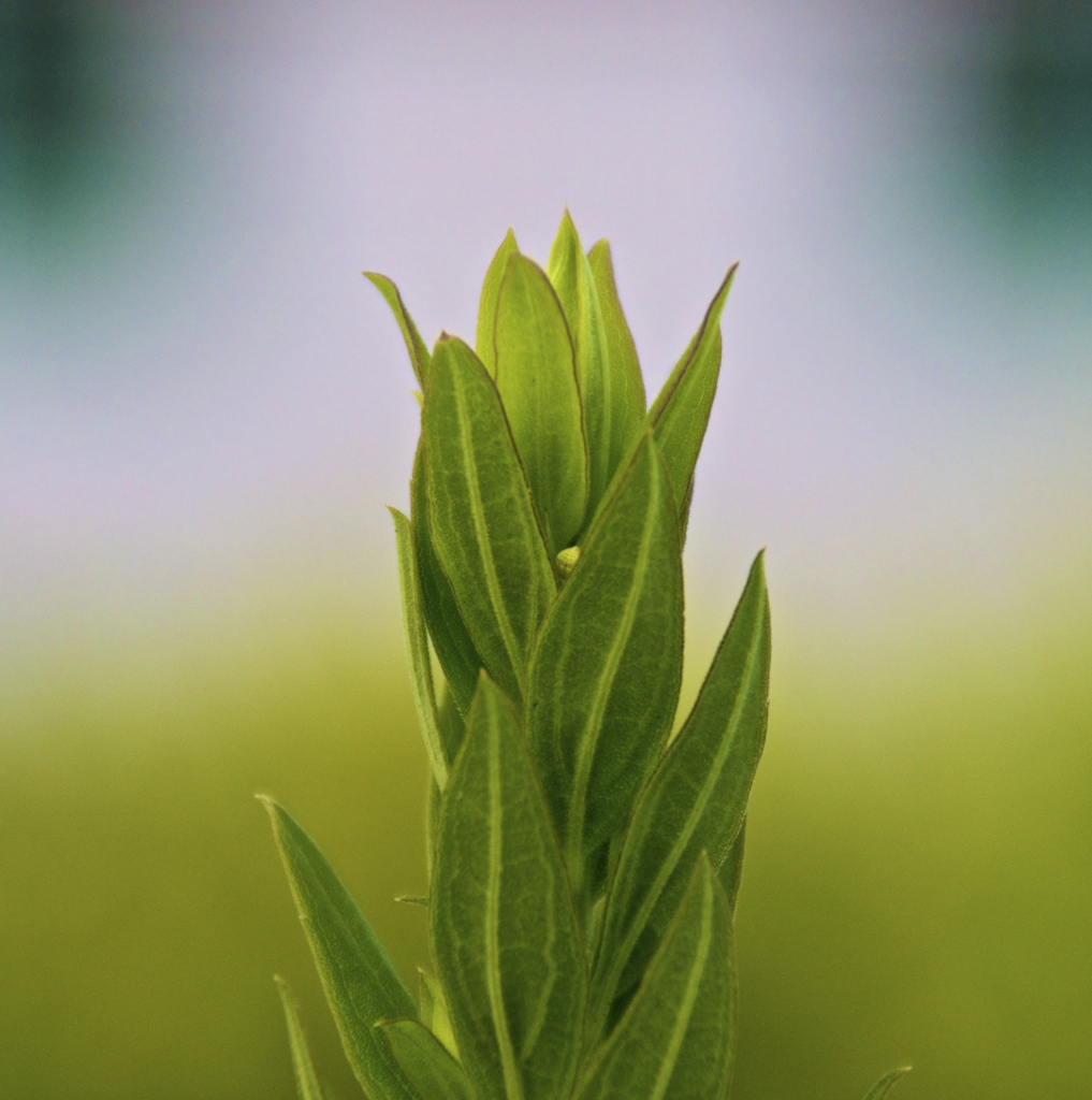 近所の道ばたから