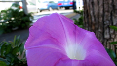 都会のアサガオ