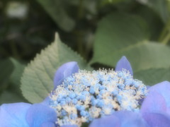 紫陽花