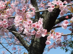 埼玉スタジアムの桜