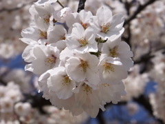 綾瀬川の桜