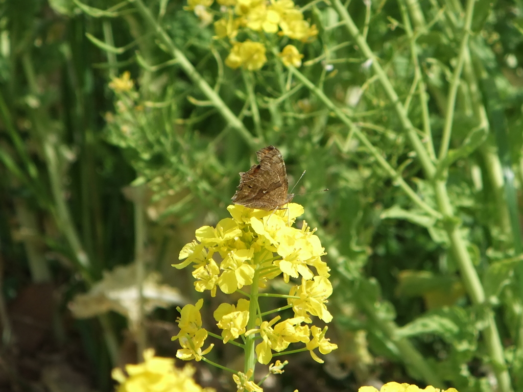 綾瀬川の昆虫たち