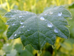 朝露