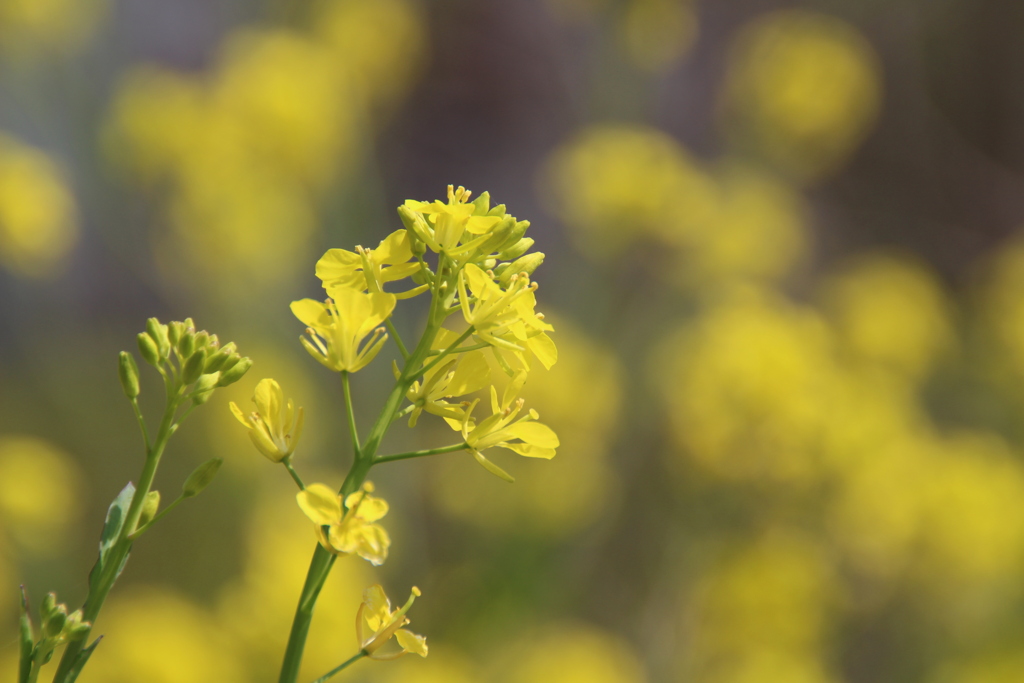 幸福のyellow