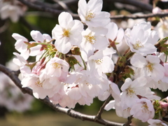 綾瀬川の桜