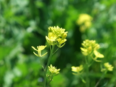 綾瀬川の菜の花