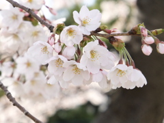 綾瀬川の桜