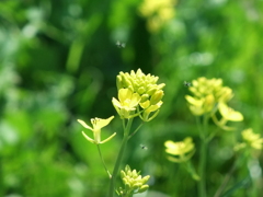 綾瀬川の菜の花３