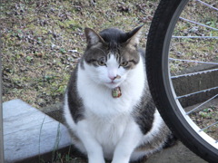隣のデブちゃん