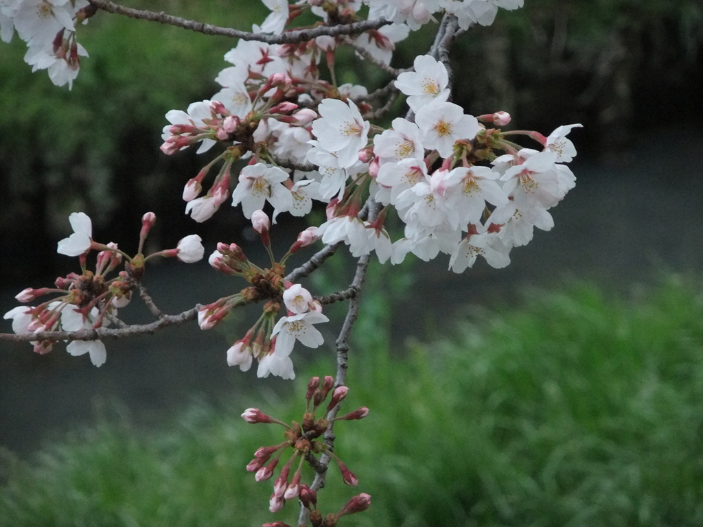 綾瀬川の桜