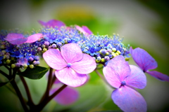 朝の紫陽花