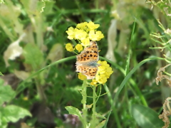 綾瀬川の昆虫たち