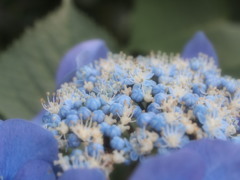 紫陽花２