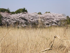 越谷健康福祉村